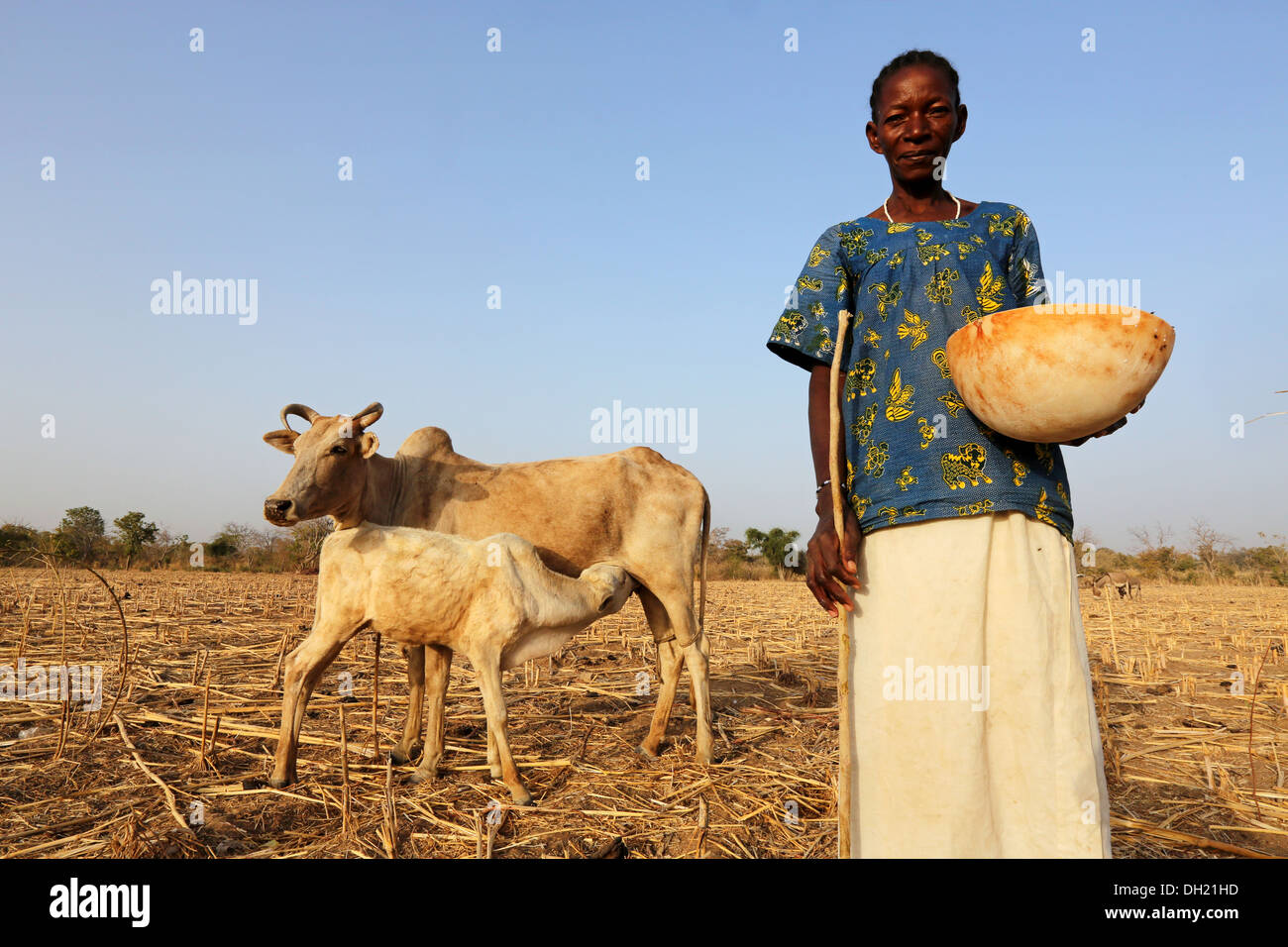 Frau im nördlichen Burkina Faso hüten Kühe und Rinder Stockfoto