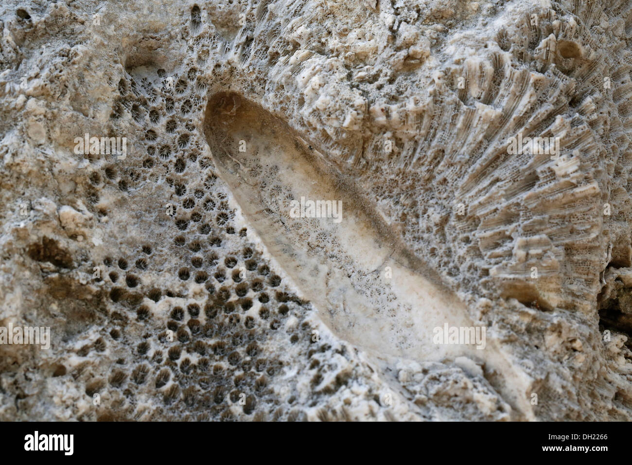 Fossile Korallen eingebettet in Kalkstein in einem alten Steinbruch Windley Key Fossil Reef Geological State Park, Windley Key, Florida Keys Stockfoto
