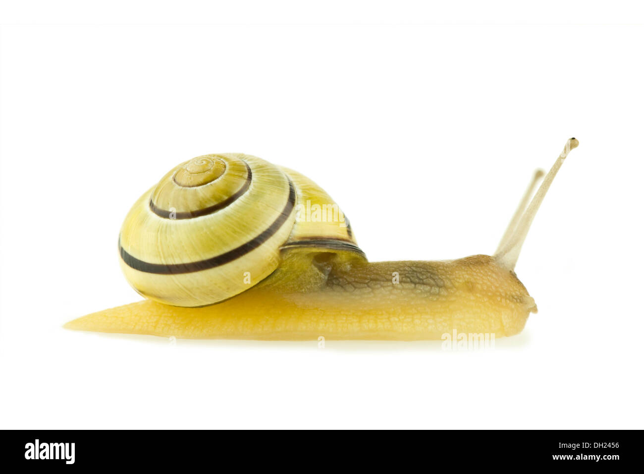 Bänderschnecken Nemoralis Hain Schnecke isoliert Stockfoto