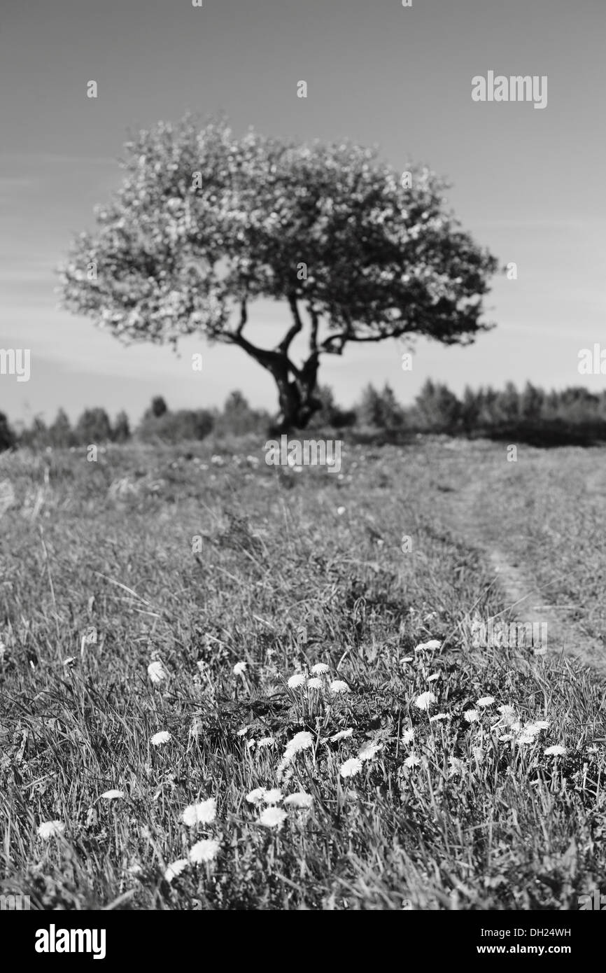allein Baum auf grüner Wiese Stockfoto