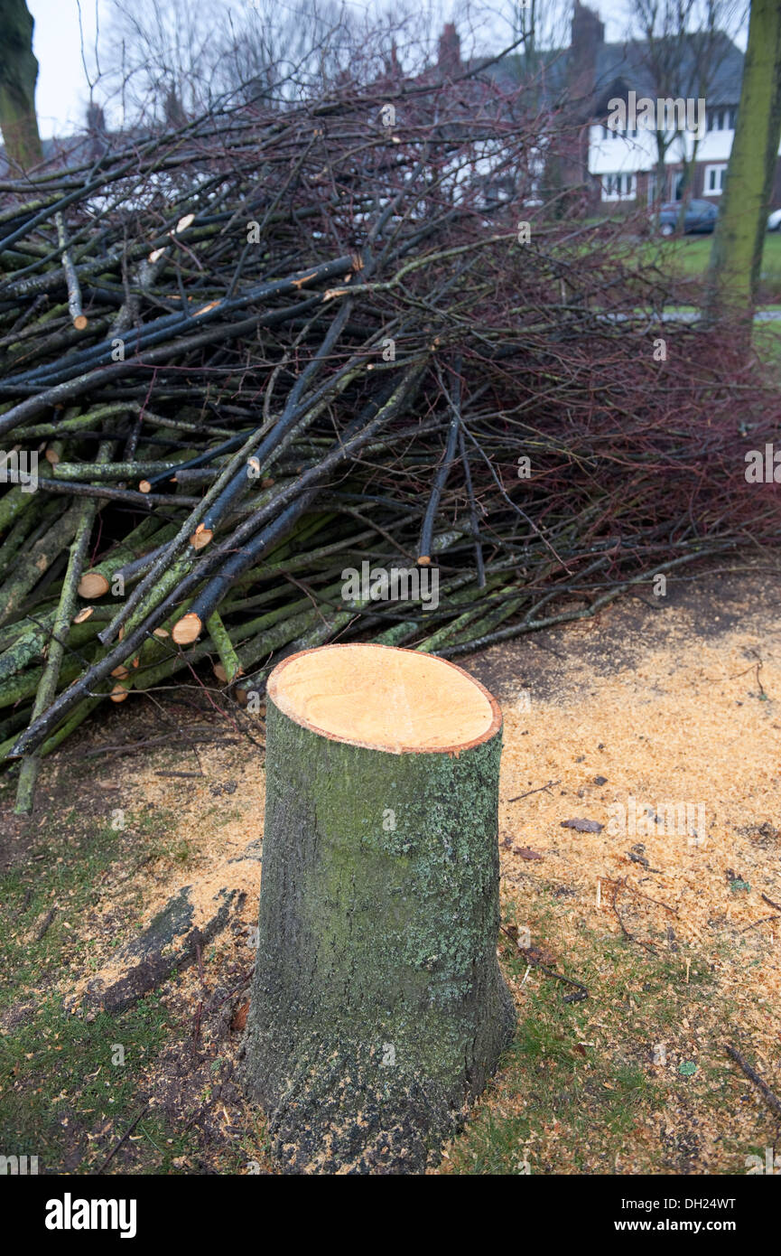 Frisch gefällte stumpf links gefällten Baum fiel Stockfoto
