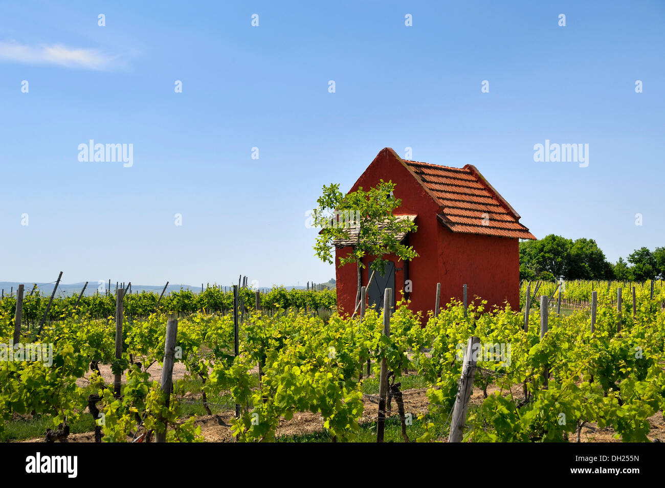 Weingut-Ferienhaus in der Nähe Woerrstadt, Region Rhein-Hessen Stockfoto