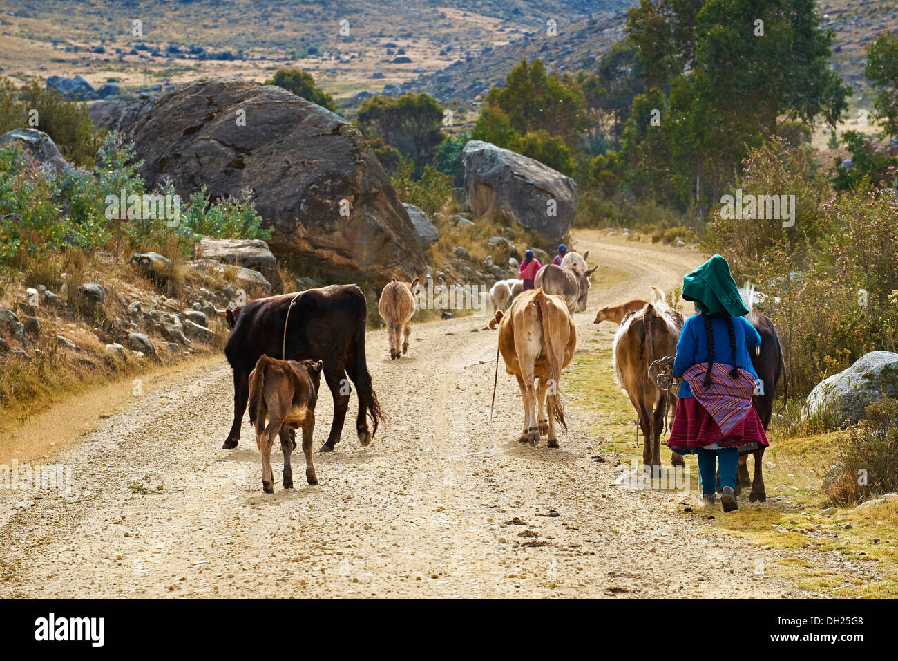 Anden Familie, die ihr Vieh zum Weiden in die Anden, Peru, Südamerika Stockfoto