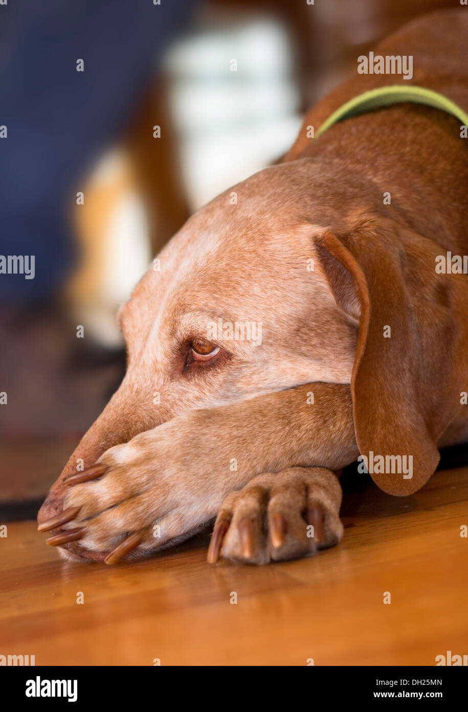 Eine Vizsla namens Hund Reise Stockfoto