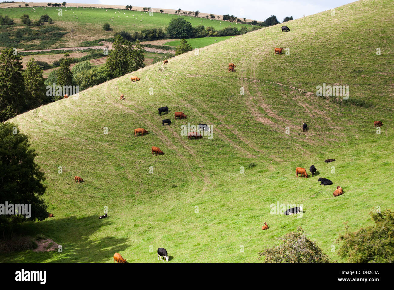 Vieh Graig Hügel durch die Offa es Dyke Fußweg im Clun Tal zwischen Club und Newcastle Shropshire. Stockfoto