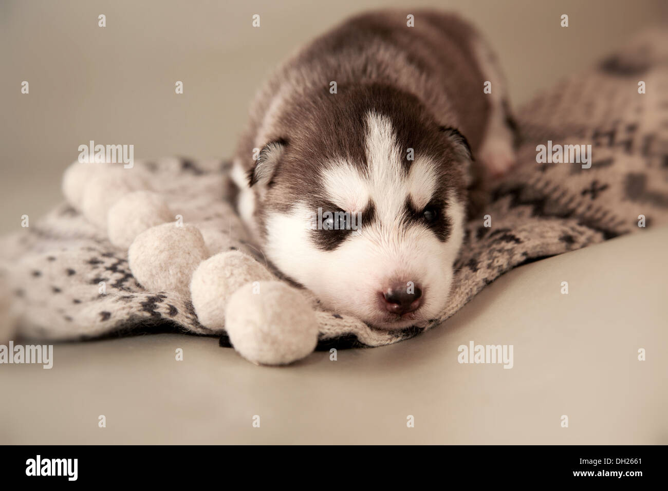 Neugeborener Heiserer Welpe Stockfotos Und Bilder Kaufen Alamy