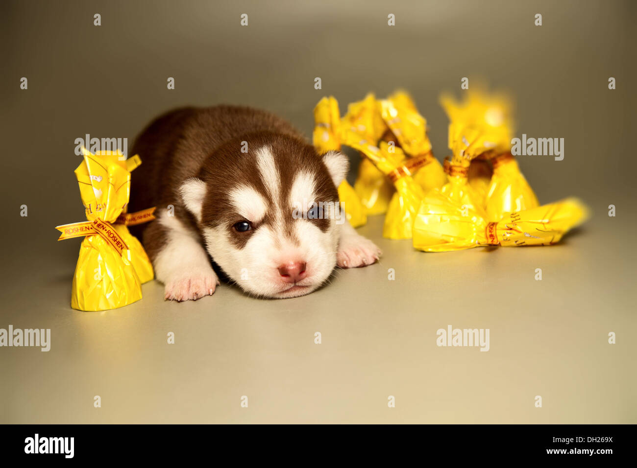 Neugeborener Heiserer Welpe Stockfotos Und Bilder Kaufen Alamy