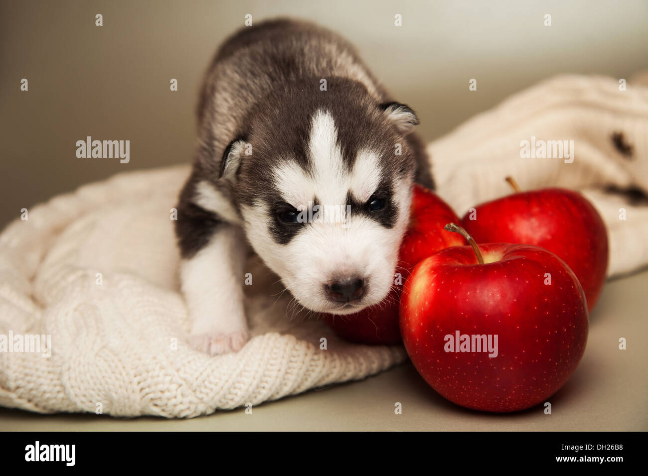 Neugeborener Heiserer Welpe Stockfotos Und Bilder Kaufen Alamy