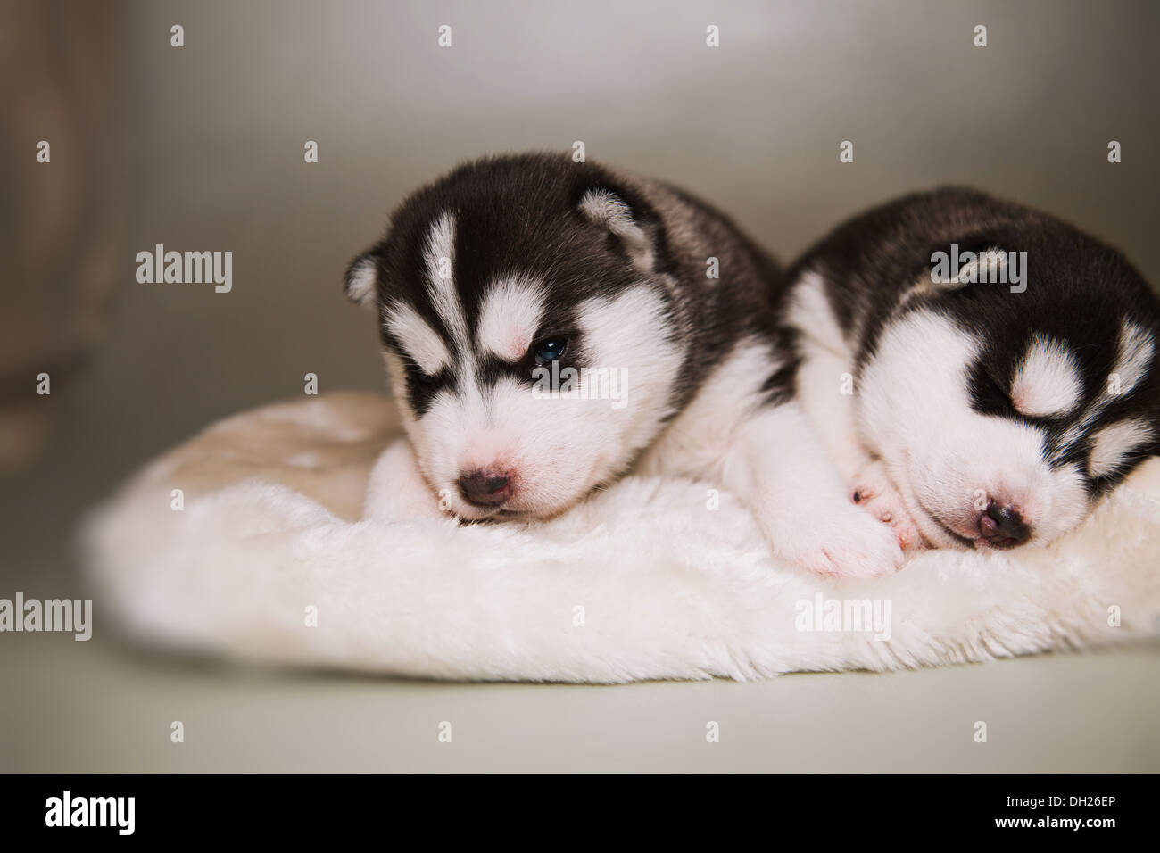 Neugeborener Heiserer Welpe Stockfotos Und Bilder Kaufen Alamy
