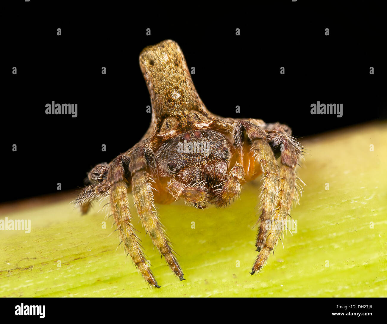 eine kleine Spinne auf einem Blatt (Dolophones Turrigera) Stockfoto