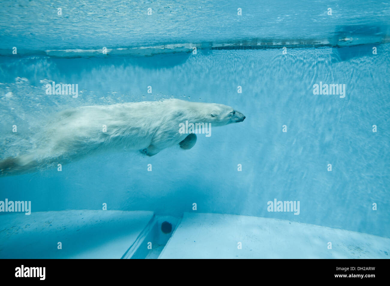 Schwimmen Eisbär im Zoo von Peking, befindet sich in Xicheng District, Beijing, China Stockfoto