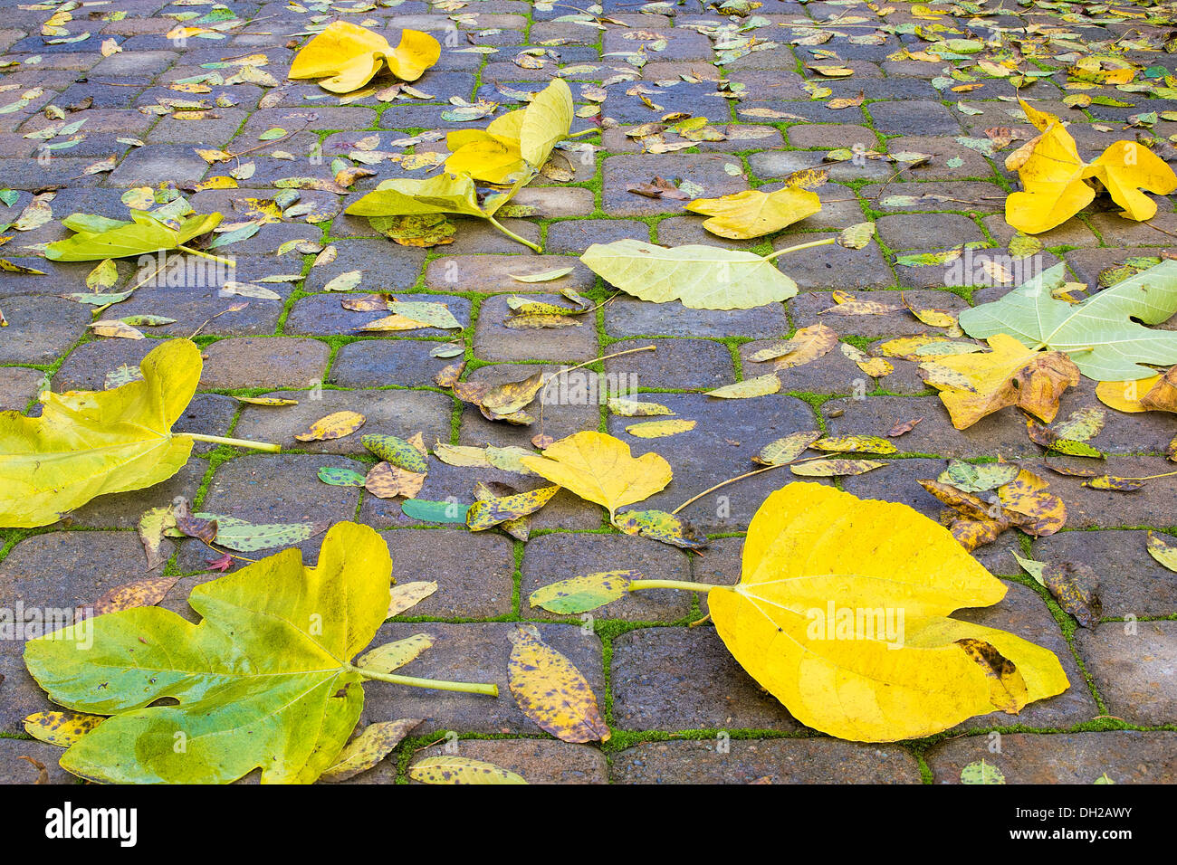 Hinterhof Stein Fertiger Terrasse mit Feigen- und Walnuss Baum Herbst Blätter Hintergrund Stockfoto