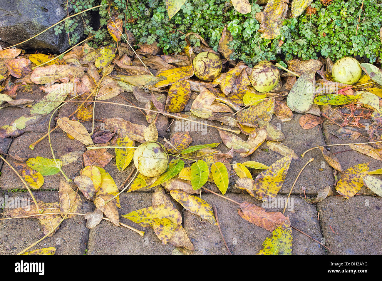 Gefallene Schwarze Walnuss-Baum-Blätter und Früchte im Garten-Garten im Herbst Stockfoto