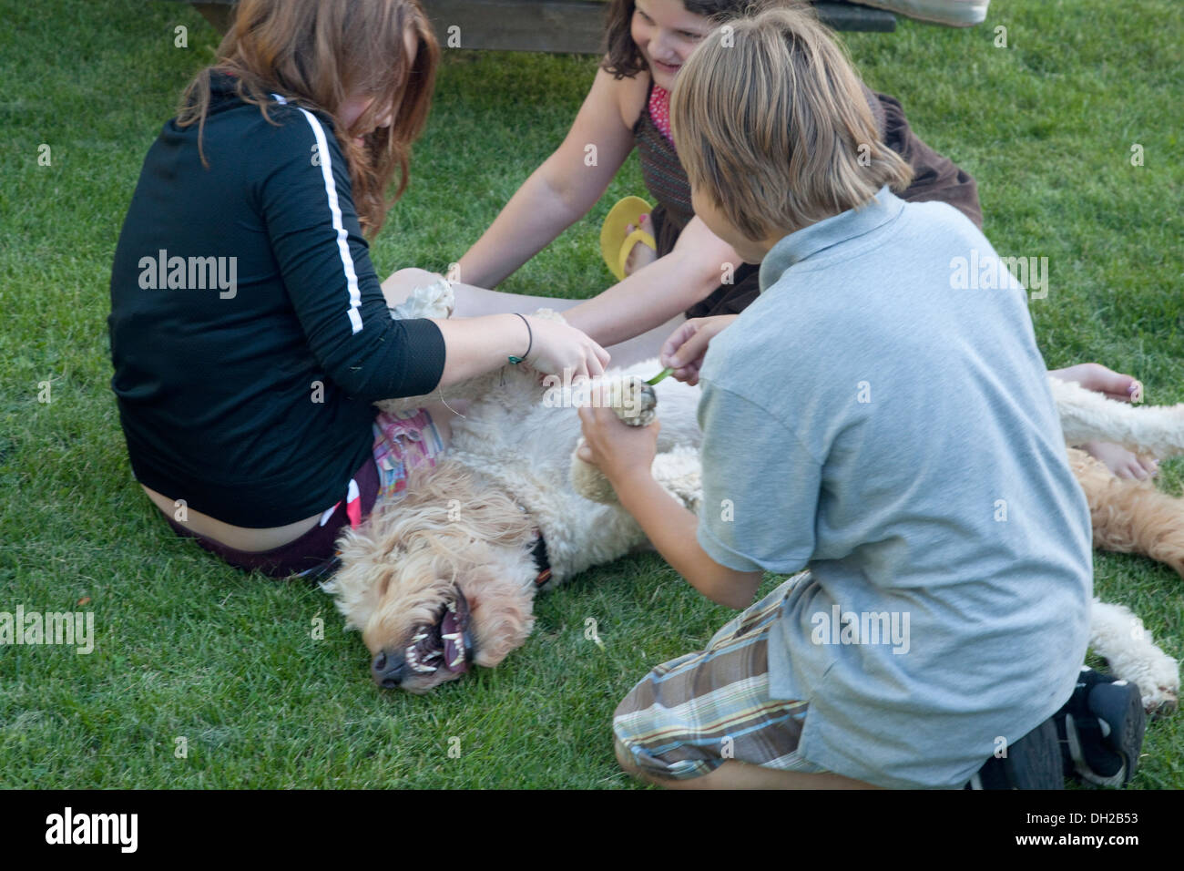 Kinder kitzeln Gunnar, kreuzen die Familie Goldendoodle Hund. St Paul Minnesota MN USA Stockfoto