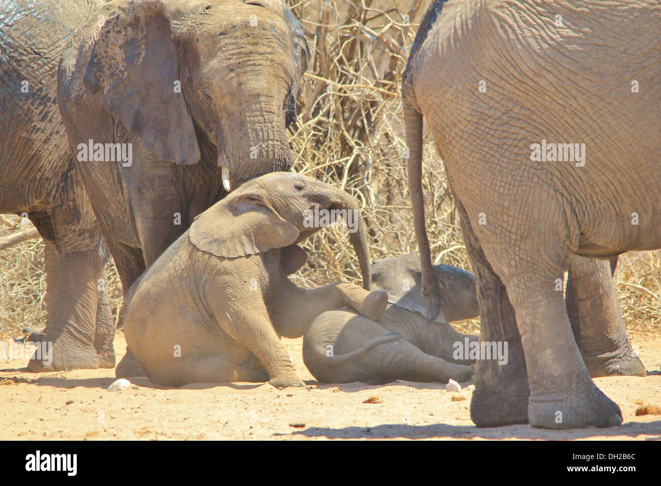 Afrikanischer Elefant - Wildlife Hintergrund aus Afrika - schöne kolossale und tierischen Königreich Wunder Stockfoto