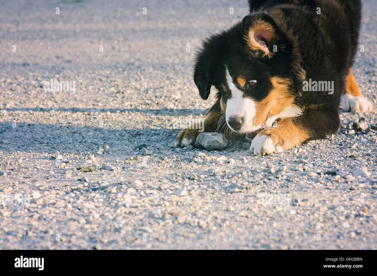 Birdie der Berner Sennenhund - das süßeste, was Sie je gesehen haben! Stockfoto