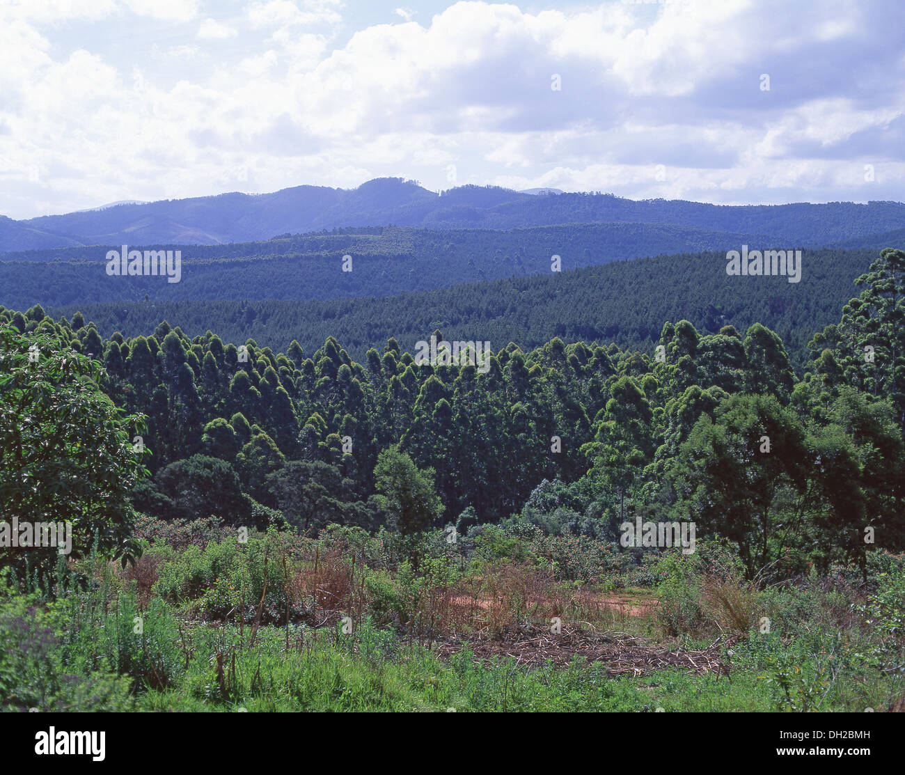 Blick auf die Landschaft vom Pigg's Peak, Hhohho District, Eswatini (Swasiland) Stockfoto