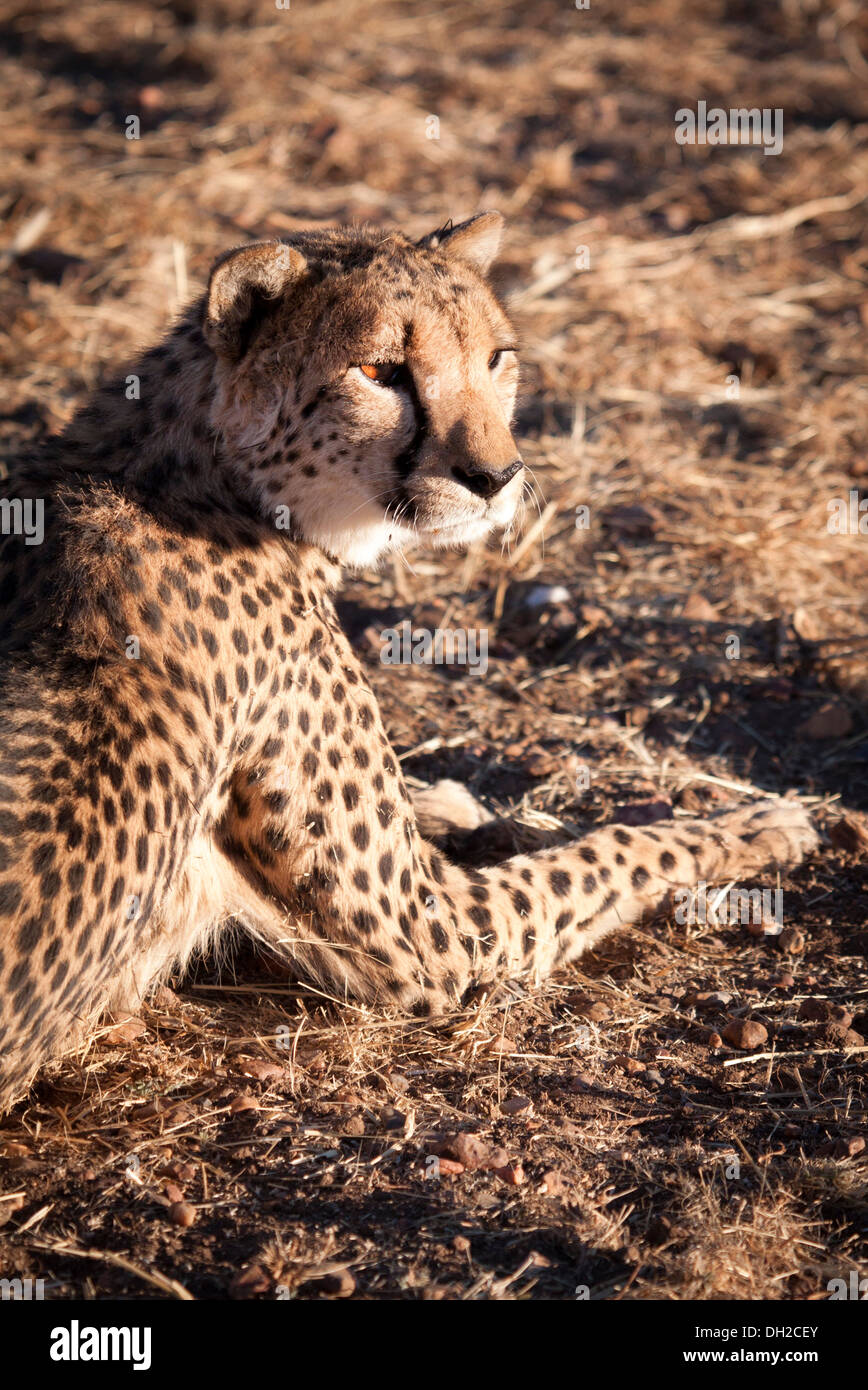 Geparden in Namibia Stockfoto