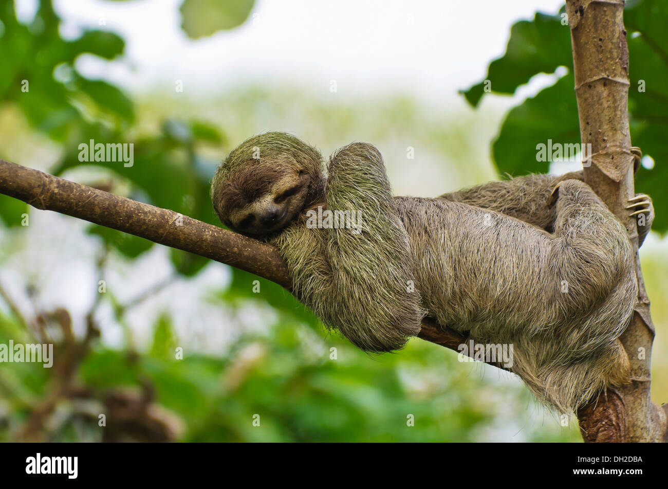 Brown-throated Faultier (Bradypus Variegatus), männliche ruht auf einer Zweigniederlassung, Manuel Antonio Nationalpark, zentrale Pazifikküste Stockfoto