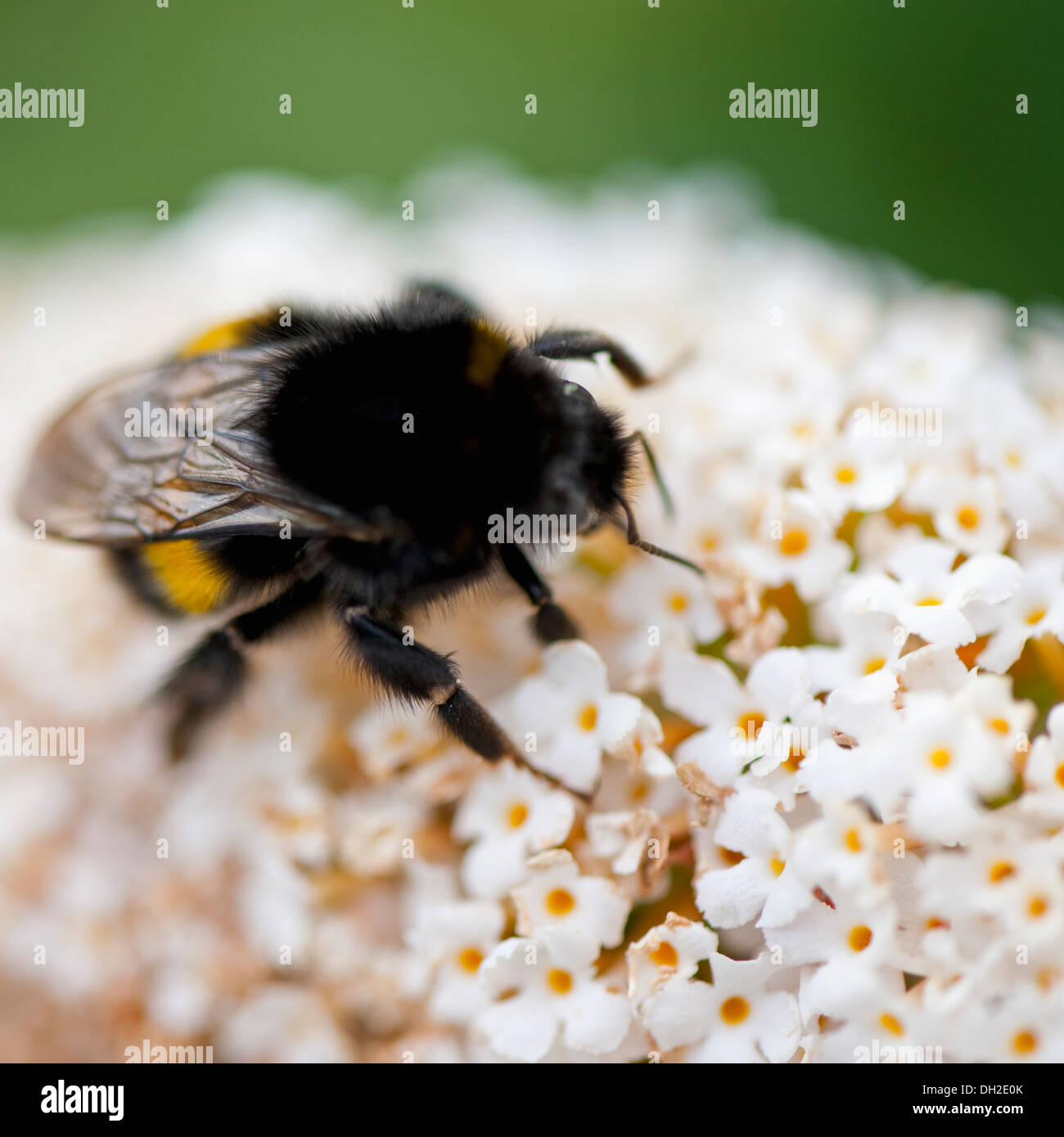 Extreme Nahaufnahme einer Biene. Stockfoto