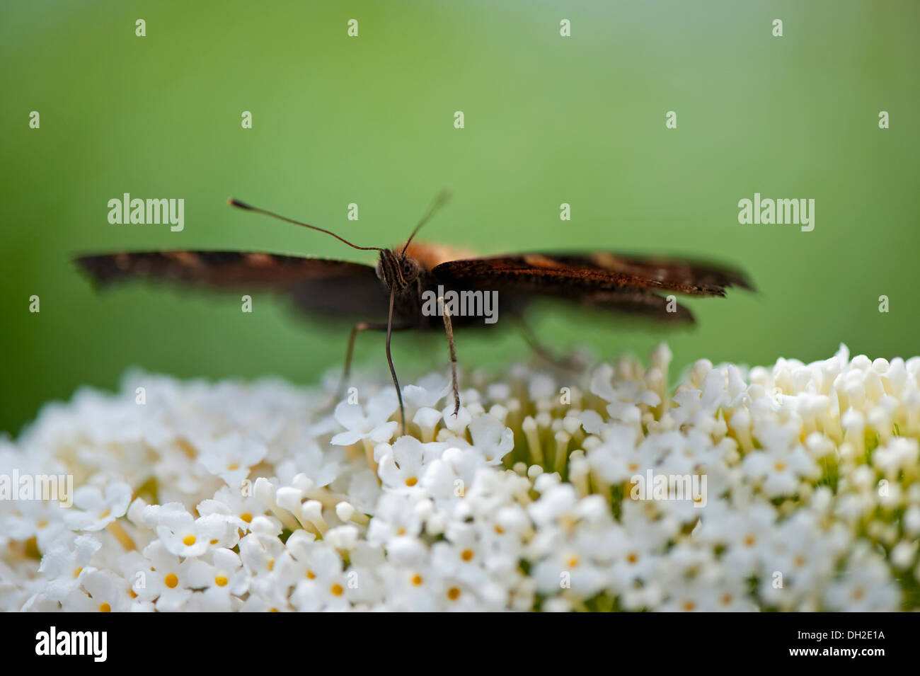 Nahaufnahme von einem europäischen Tagpfauenauge ernähren sich von einem weißen Sommerflieder Stockfoto