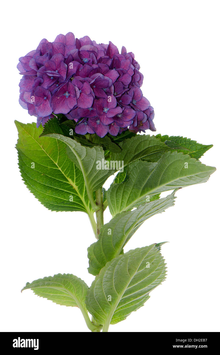 Lacecap-Hortensien (Macrophylla Normalis) isoliert auf weißem Hintergrund. Stockfoto