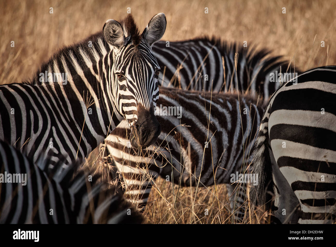 Zebra, Blick in die Kamera Stockfoto