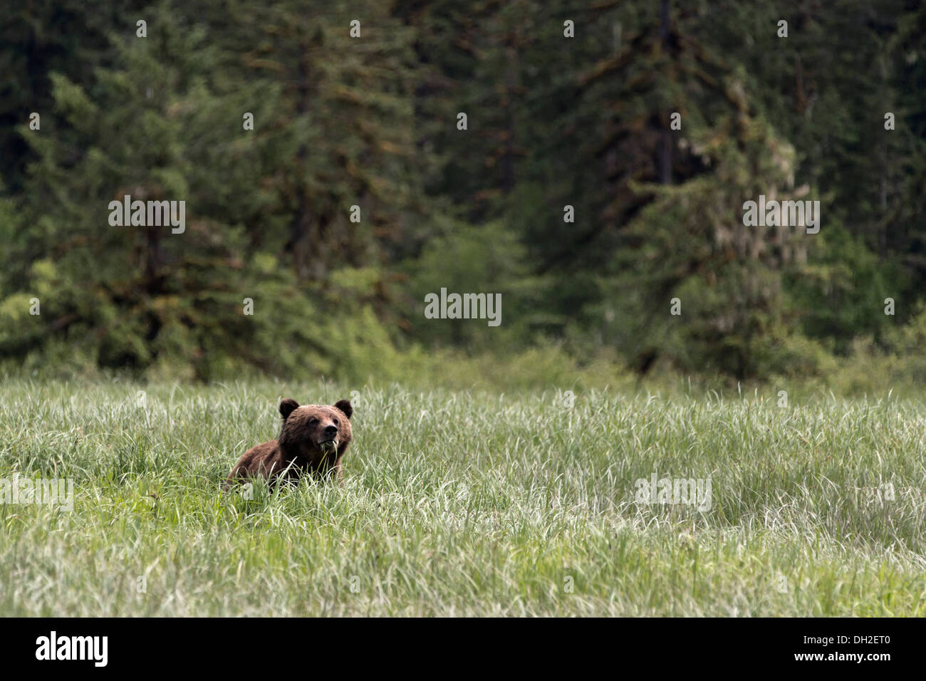 Young grizzly Fütterung in die hohen Frühlings-Segge Rasen Wiese, Khutze Inlet, Mid Küste British Columbia Stockfoto