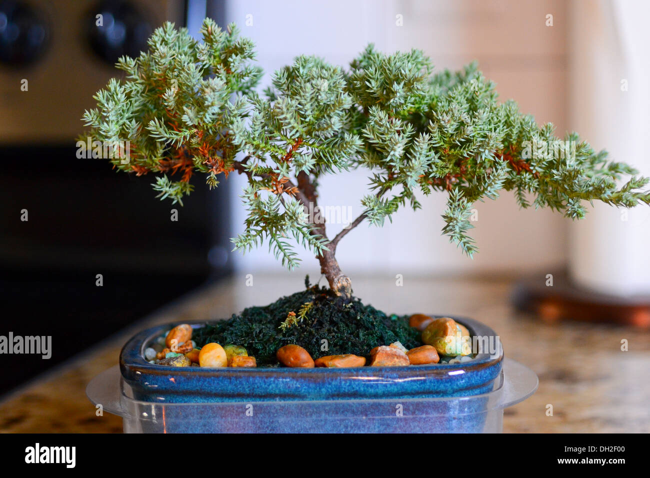 Karate kid baum Fotos und Bildmaterial in hoher Auflösung Alamy