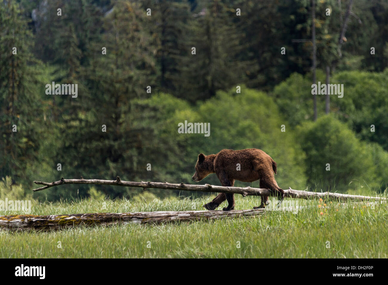 Junge grizzly Cub in Segge Rasen Wiese, Khutze Inlet, Mid Küste British Columbia Stockfoto