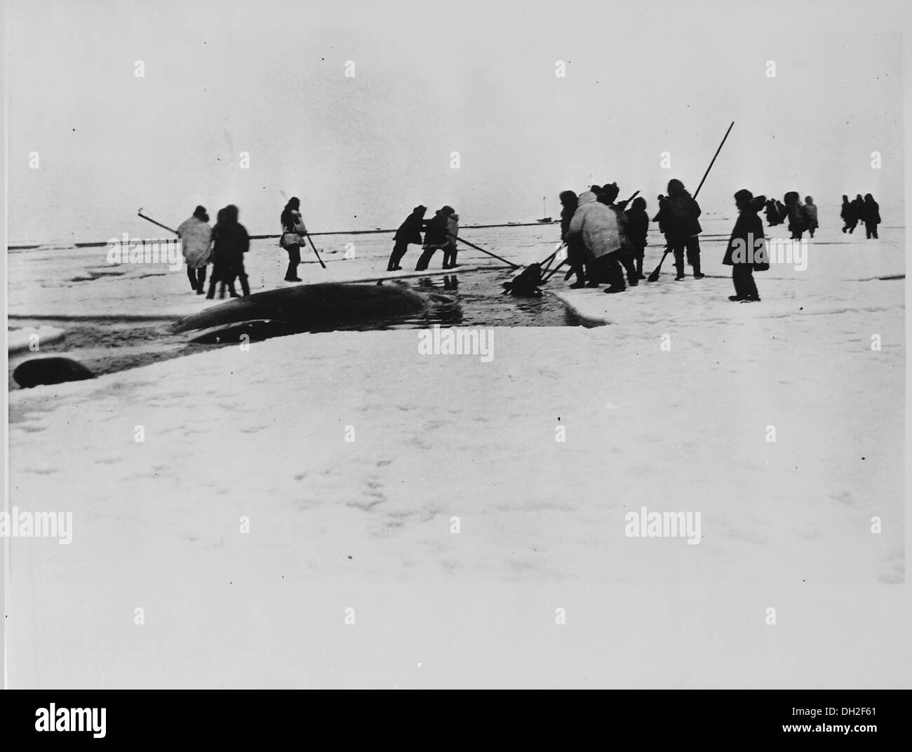 Eskimos harpunieren einen Wal, Point Barrow, Alaska, 1935. -NARA Stockfoto