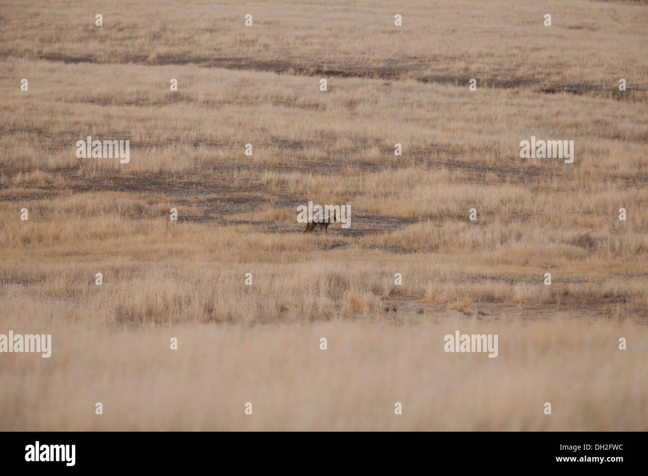 Nordamerikanische Kojote in trockenem Gras Feld (canis Yogiebeer) - Kalifornien, USA Stockfoto