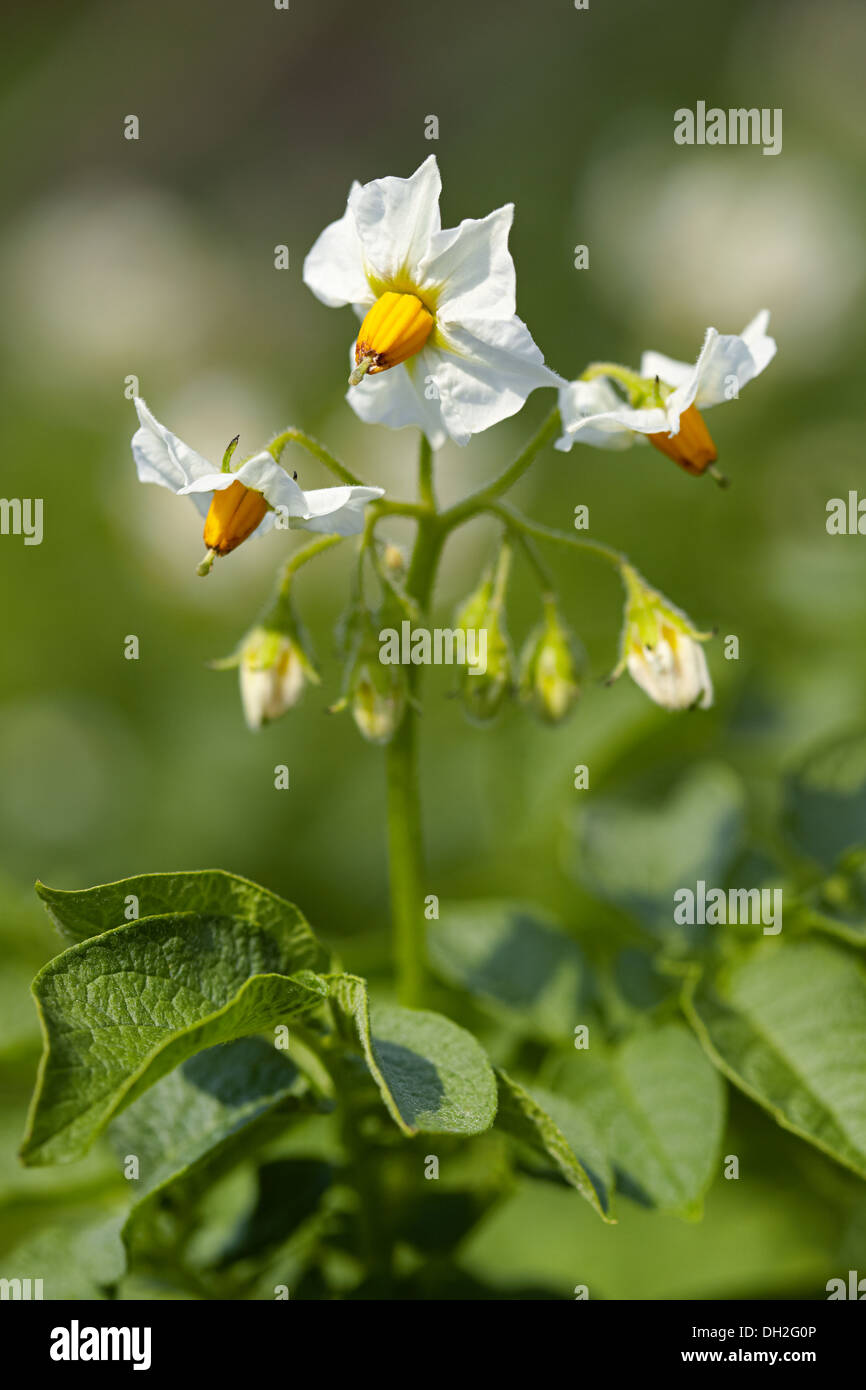 Kartoffeln-Blume Stockfoto