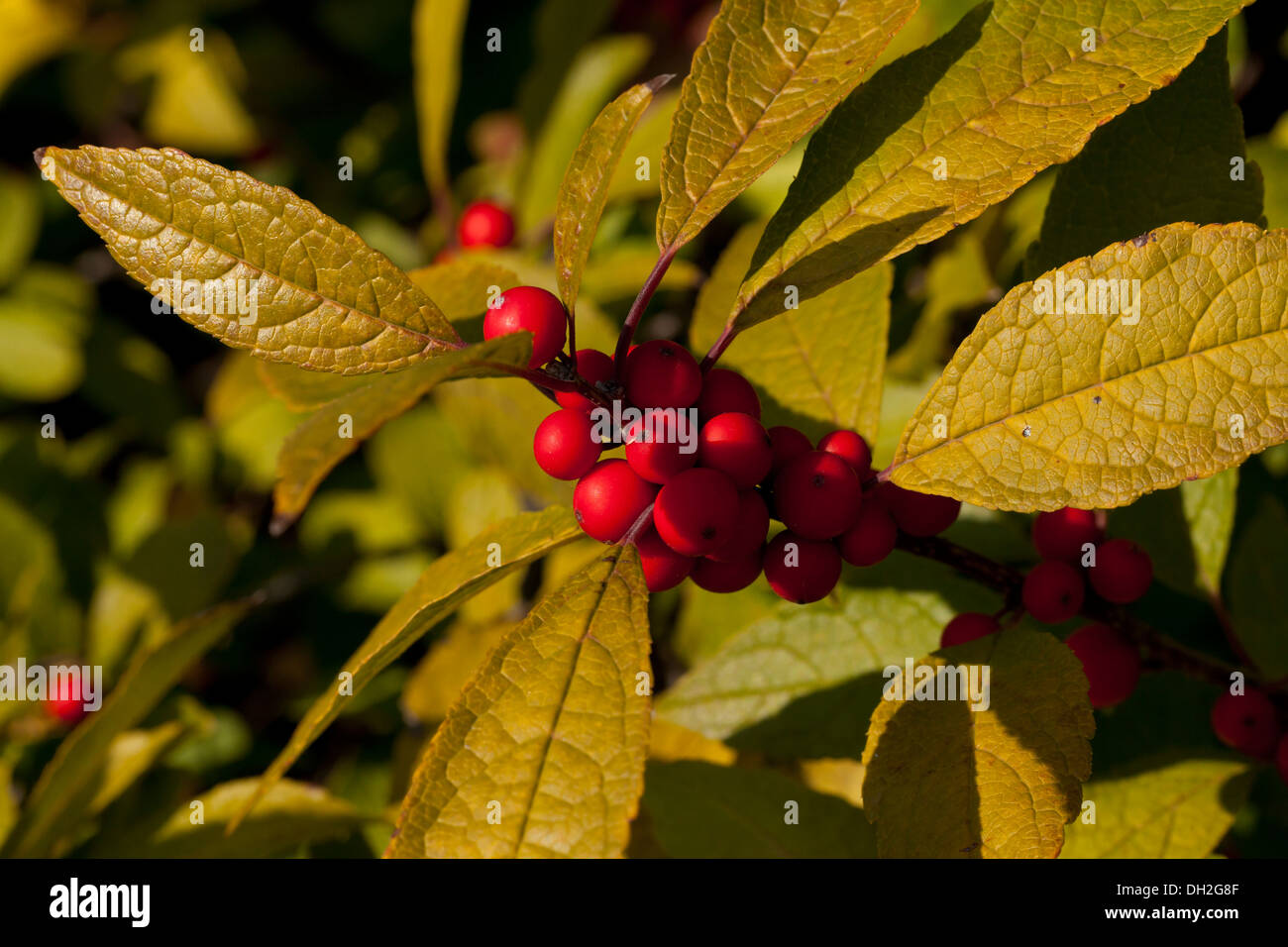Stechpalme im winter -Fotos und -Bildmaterial in hoher Auflsung  Alamy