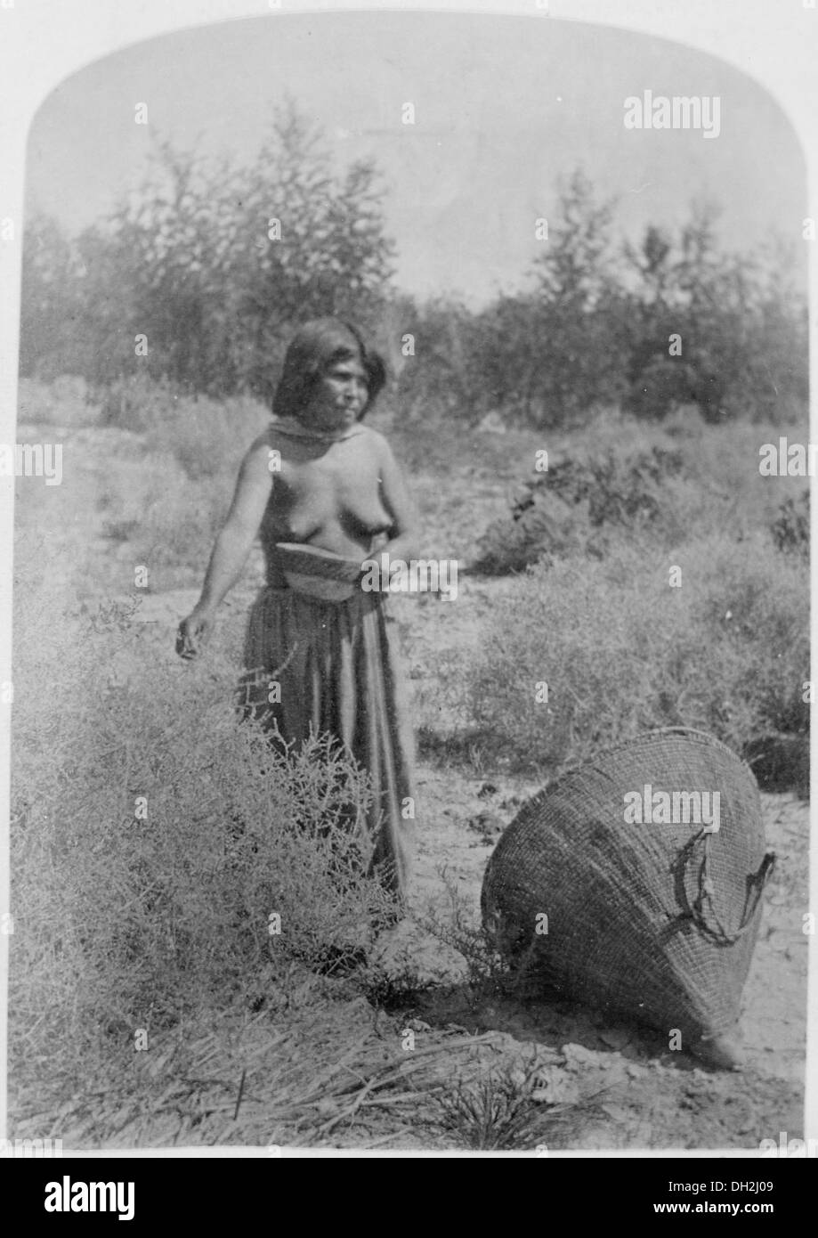 Moapariat Paiute Frau sammeln von Samen, südlichen Nevada, 1873-517731 Stockfoto