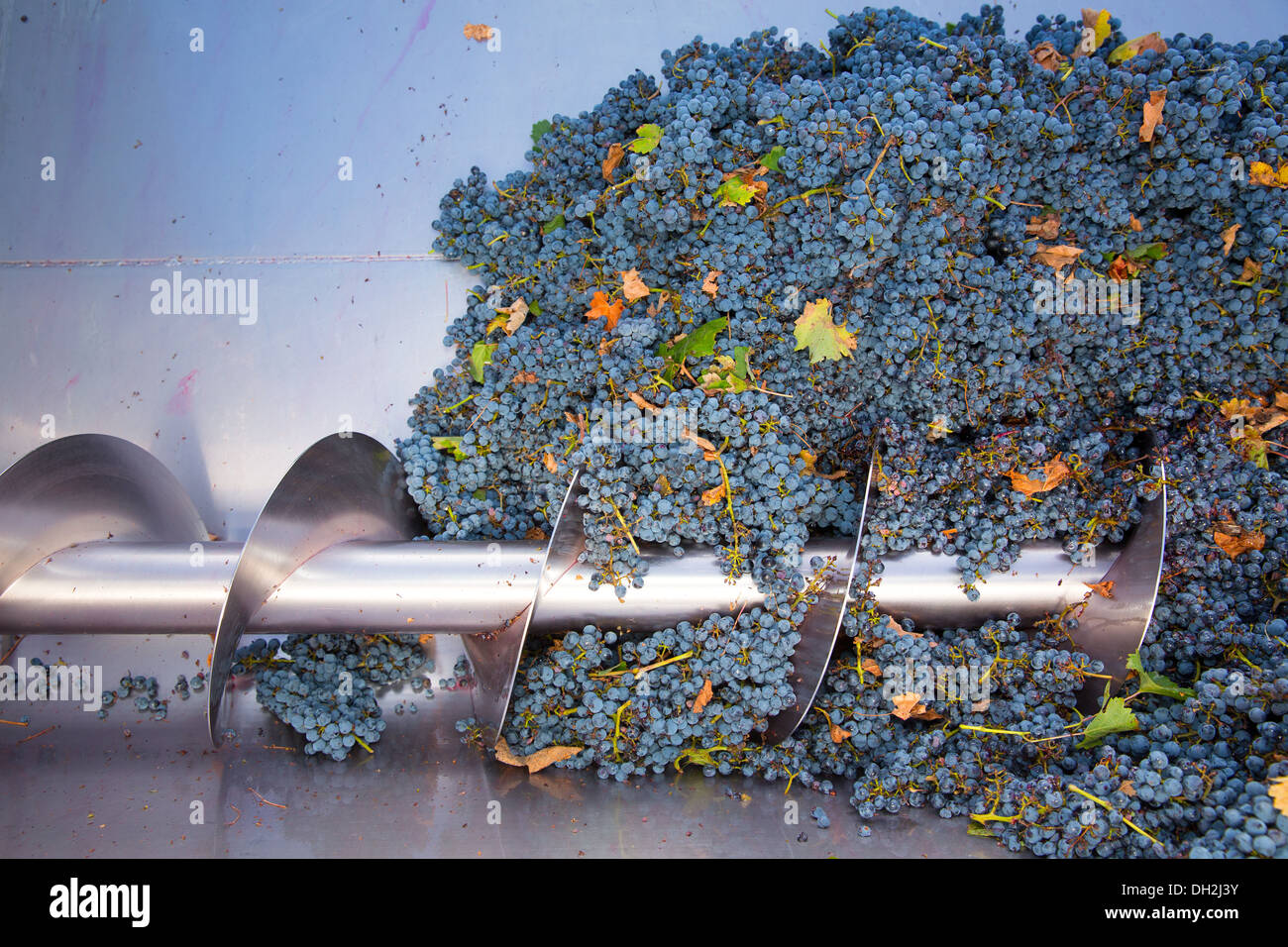 Korkenzieher Brecher Abbeermaschine im Weinbau mit Cabernet-Sauvignon-Trauben Stockfoto