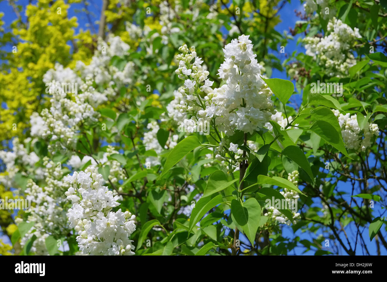 Flieder-Weiss - lila-weiß 01 Stockfoto
