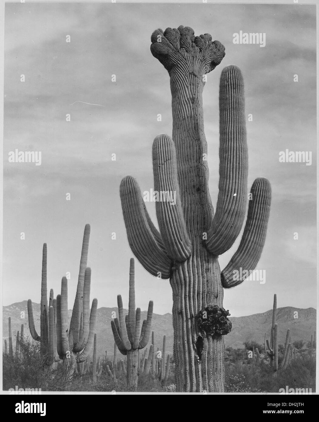 Ein historisches Foto, auf dem eine Familie während der Great Western Migration von 1866 mit ihrem überdachten Wagen unterwegs ist und das Symbol der Expansion nach Westen in den USA darstellt Stockfoto