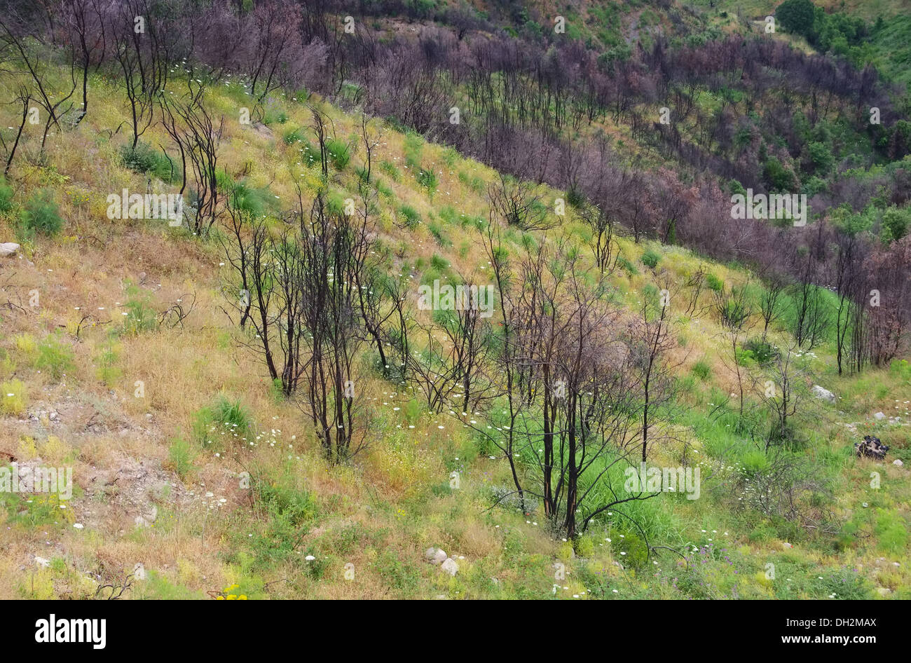 Waldbrand - Wald Feuer 21 Stockfoto