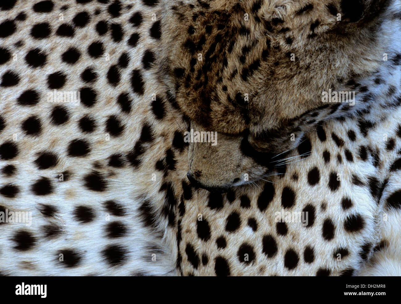 Erwachsene Geparden zusammengerollt im Schatten eines Fahrzeugs in Serengeti Nationalpark, Tansania, Afrika Stockfoto