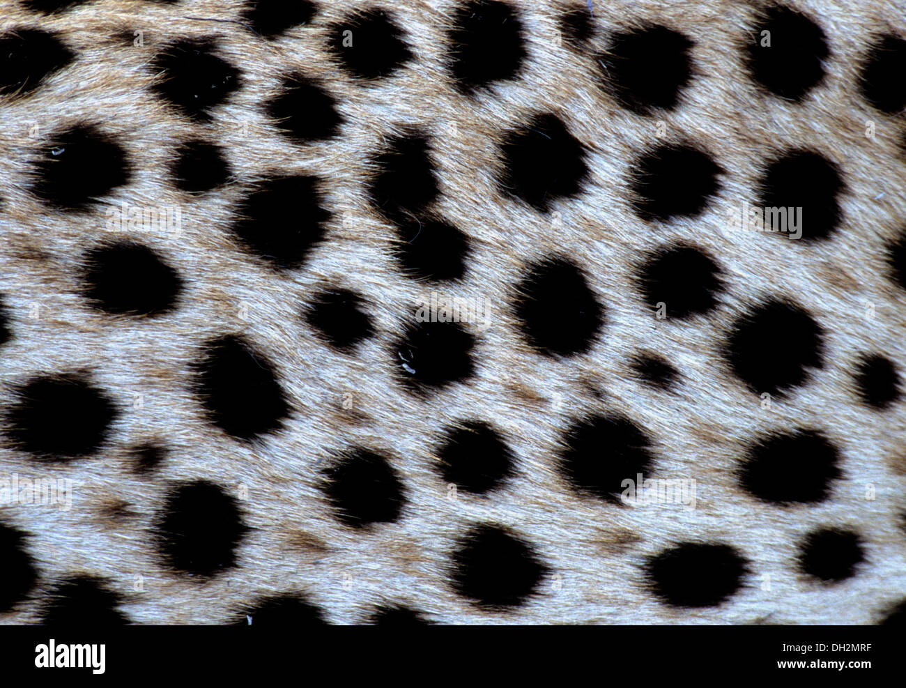 Nahaufnahme der Gepard Ausruhen im Schatten eines Fahrzeugs im Serengeti National Park, Tansania, Afrika Stockfoto