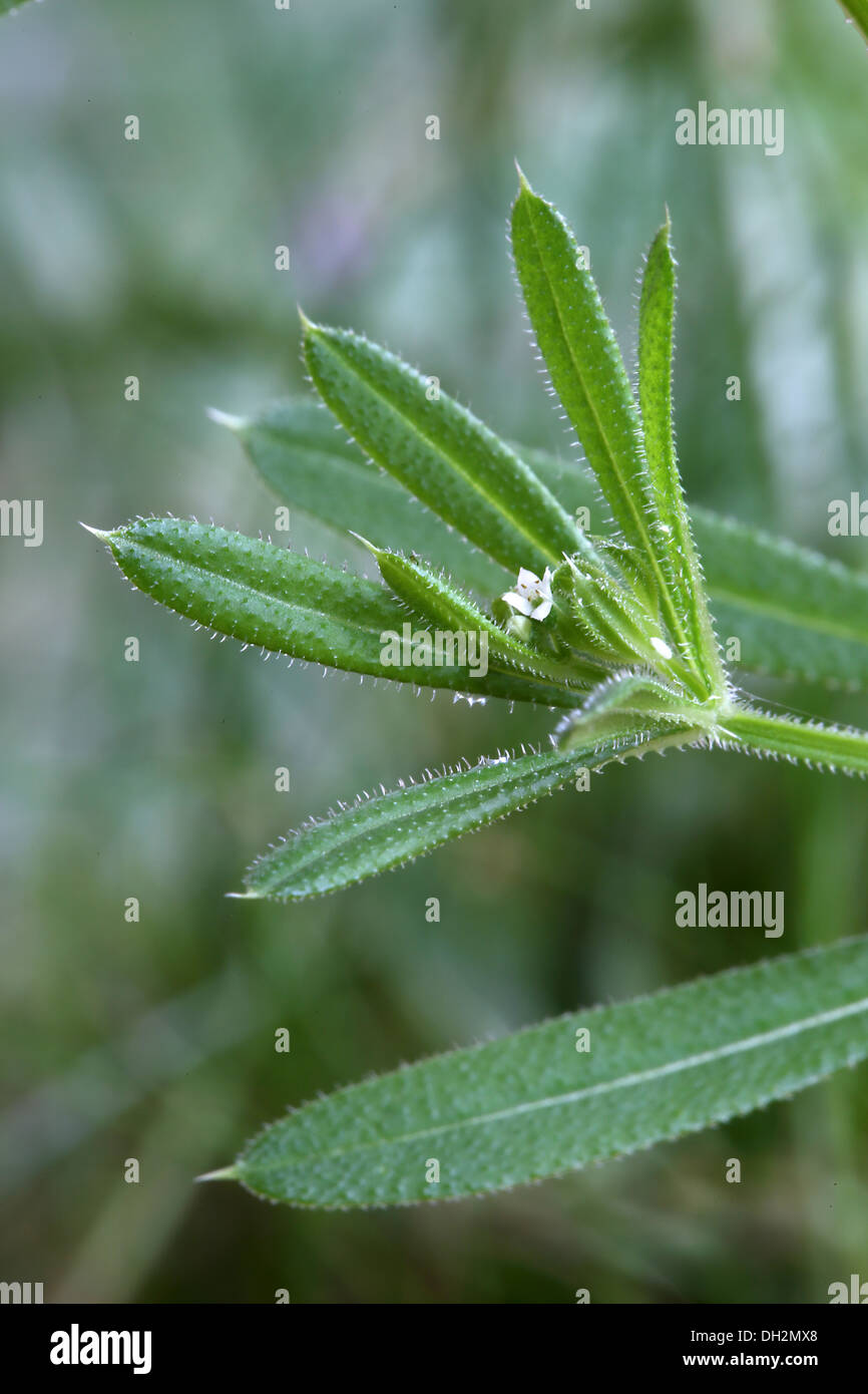 Stickywilly, Hackmesser, Galium aparine Stockfoto