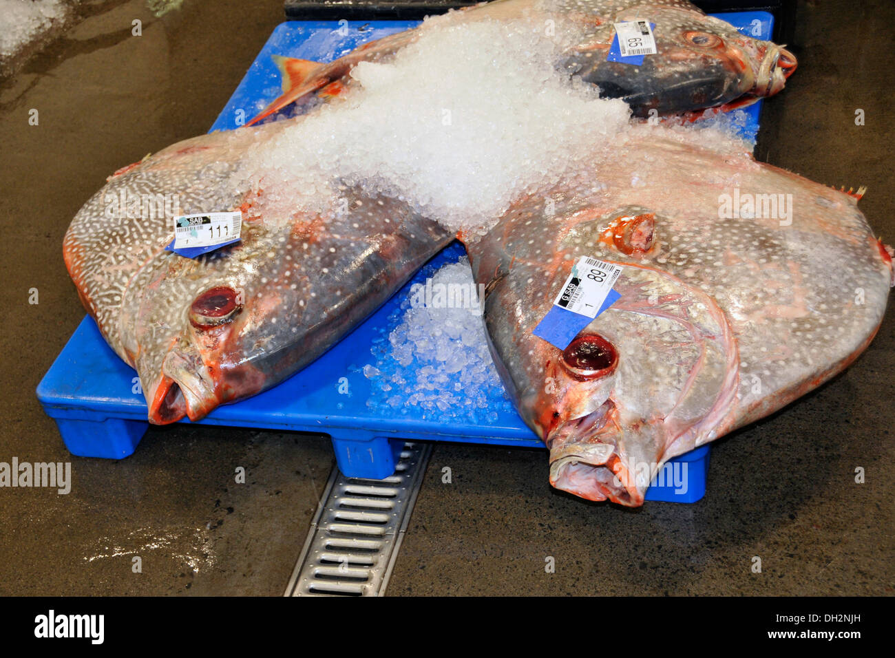 Toten Moonfish am Fischmarkt, Lampris Regius, Oahu, Hawaii, USA Stockfoto