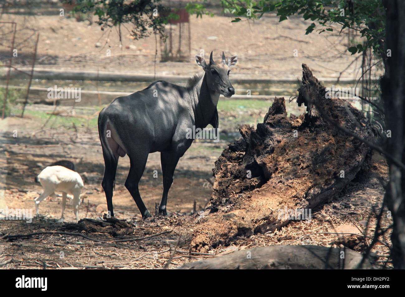 Jackale blau Bull in Jamshedpur Zoo Jharkhand Indien Asien Stockfoto Jackale blau Bull in Jamshedpur Zoo Jharkhand Indien Asien Stockfoto