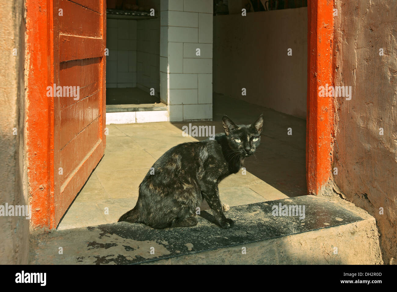Schwarze Katze mit grünen Augen vor Haustür Stockfoto