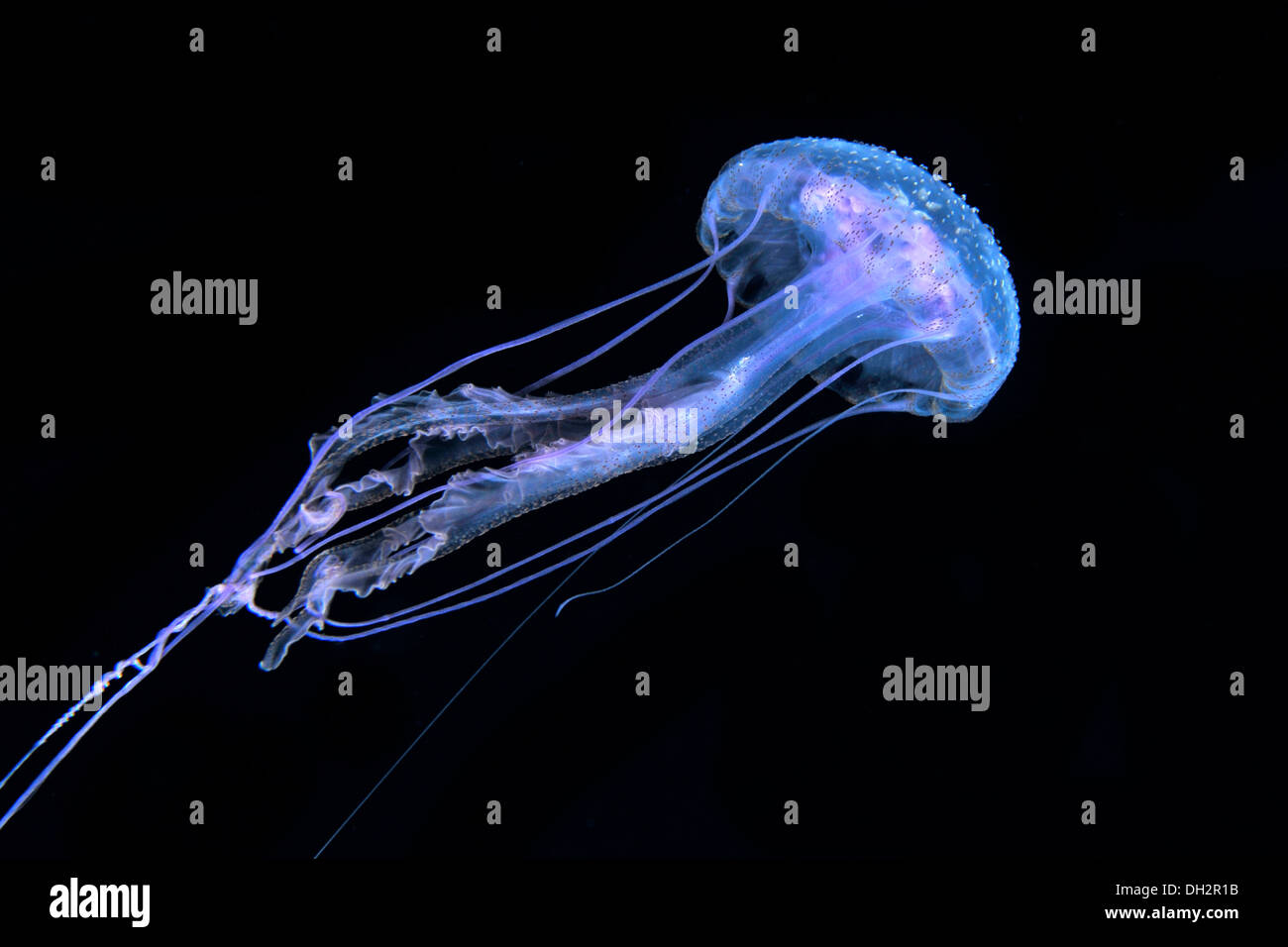 Mauve Stinger Quallen, Pelagia Noctiluca, Big Island, Hawaii, USA Stockfoto