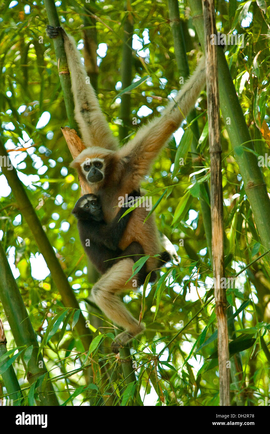 Hoolock Gibbons Assam Indien Stockfoto