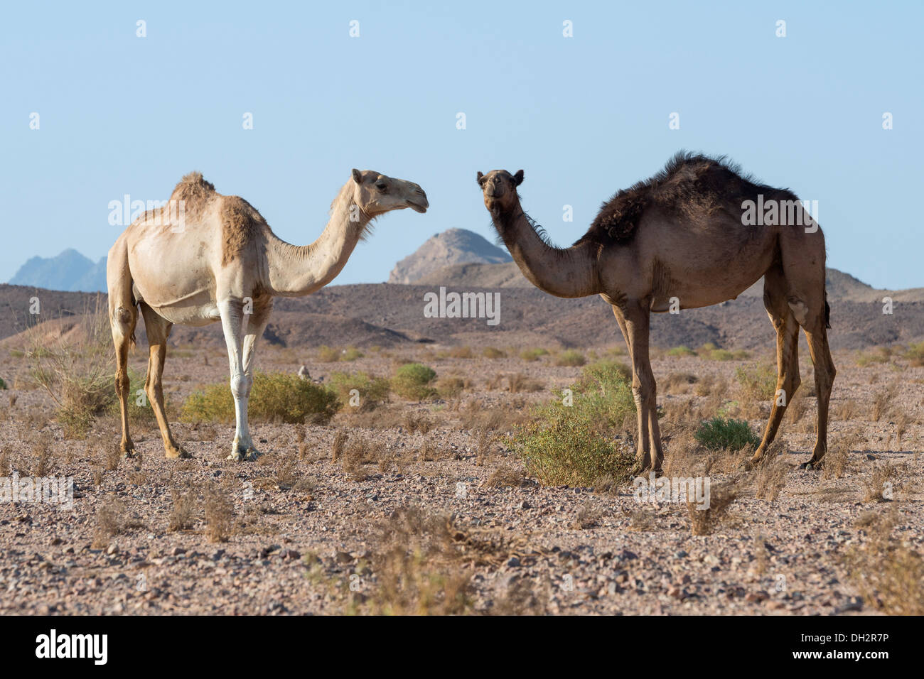 Dromedar Kamel im Ras Mohammed National Park, Camelus Dromedarius, Sinai, Ägypten Stockfoto