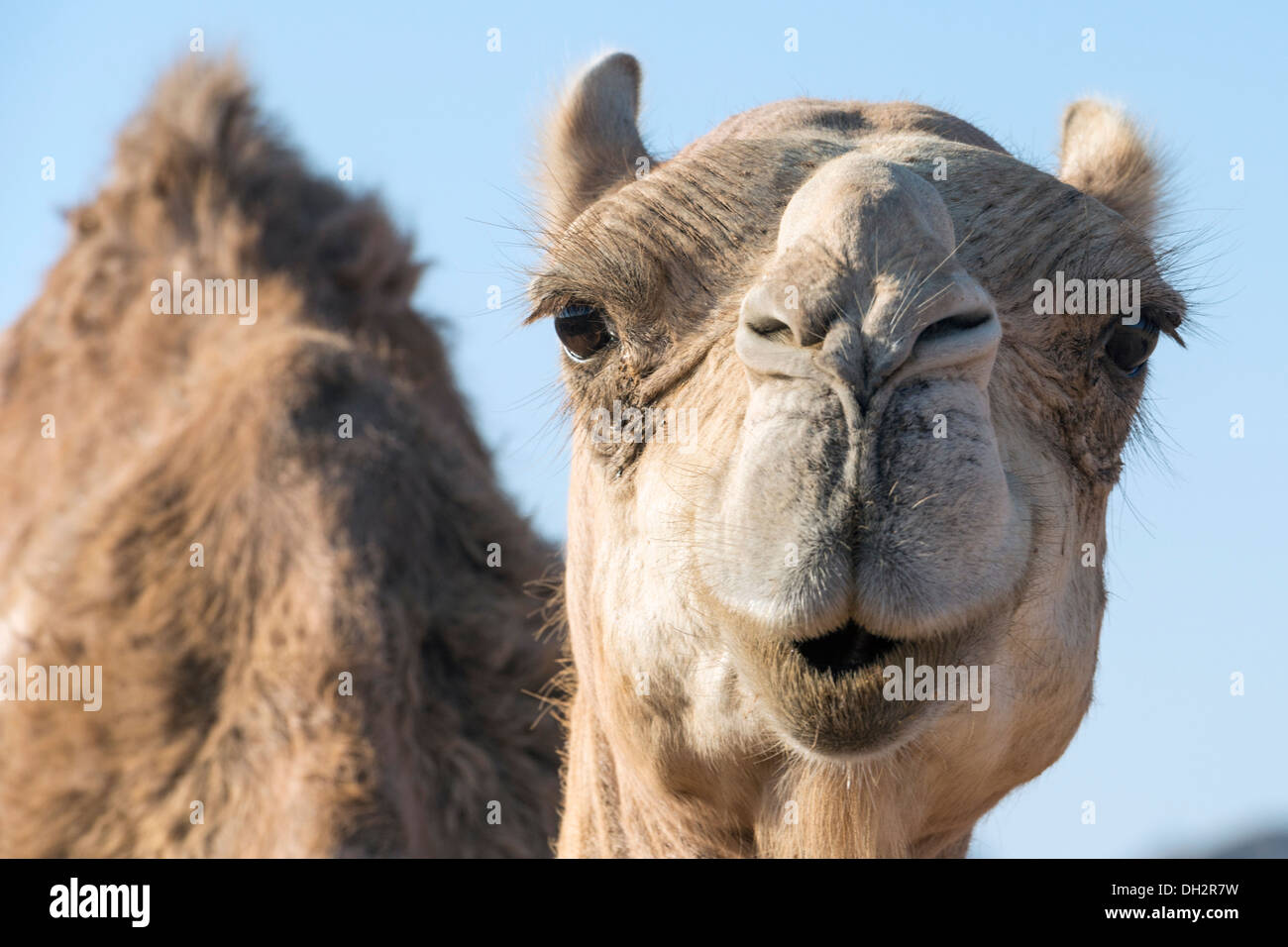 Wilde Dromedar Kamel im Ras Mohammed National Park, Camelus Dromedarius, Sinai, Ägypten Stockfoto