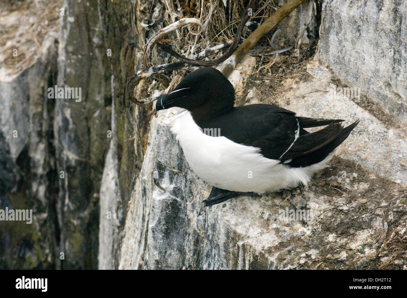 Gazza Marina, Alca Torda, Tordalk, Uccelli, Scogliera, Klippen, Mare, Meer, Farne Island, Großbritannien, UK, Stockfoto